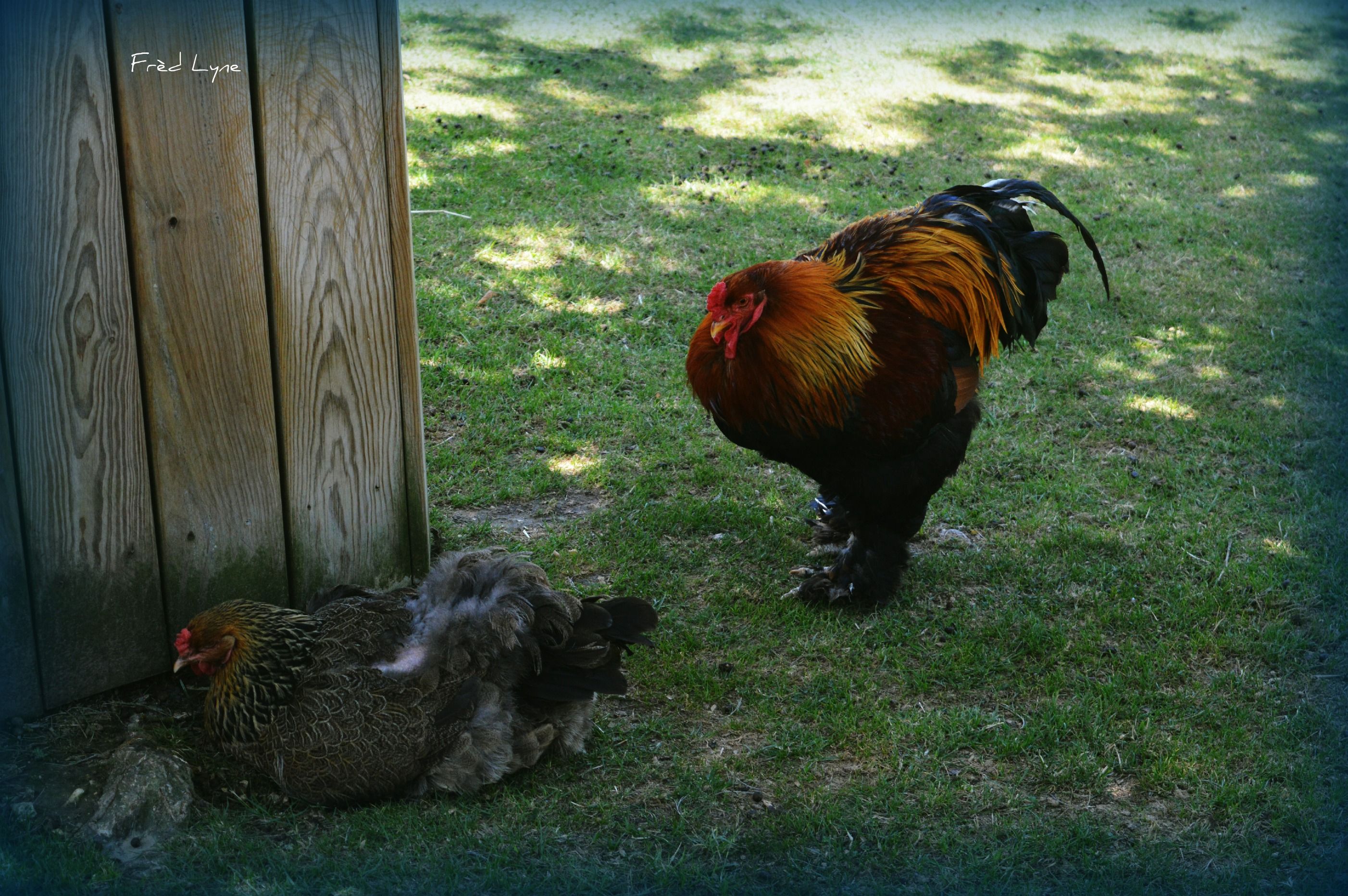 Fonds d'cran Animaux Oiseaux - Poules et Coqs 