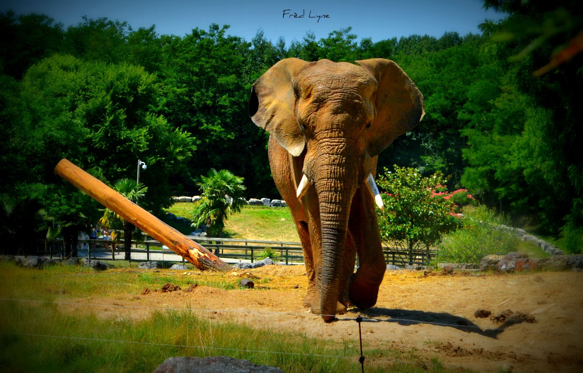 Wallpapers Animals Elephants 