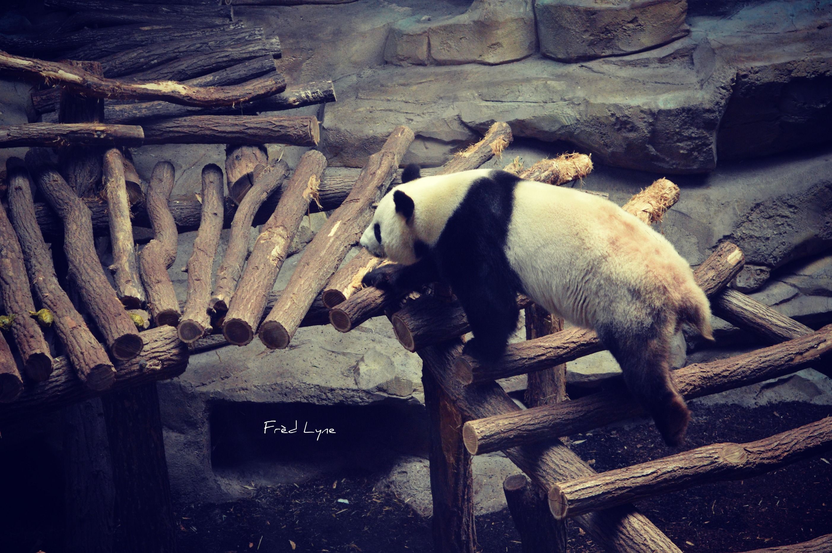 Wallpapers Animals Pandas 