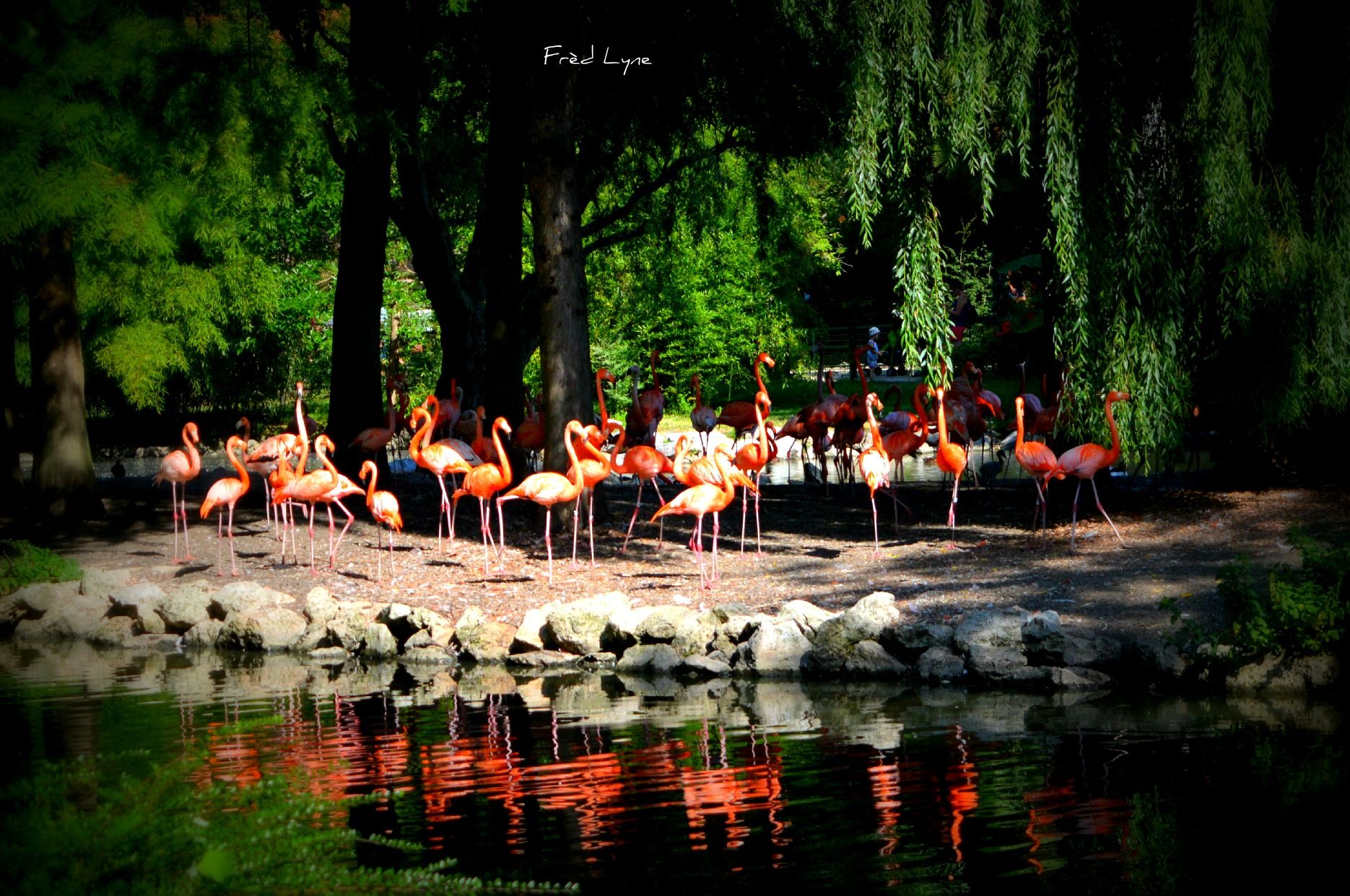 Wallpapers Animals Birds - Flamingos 