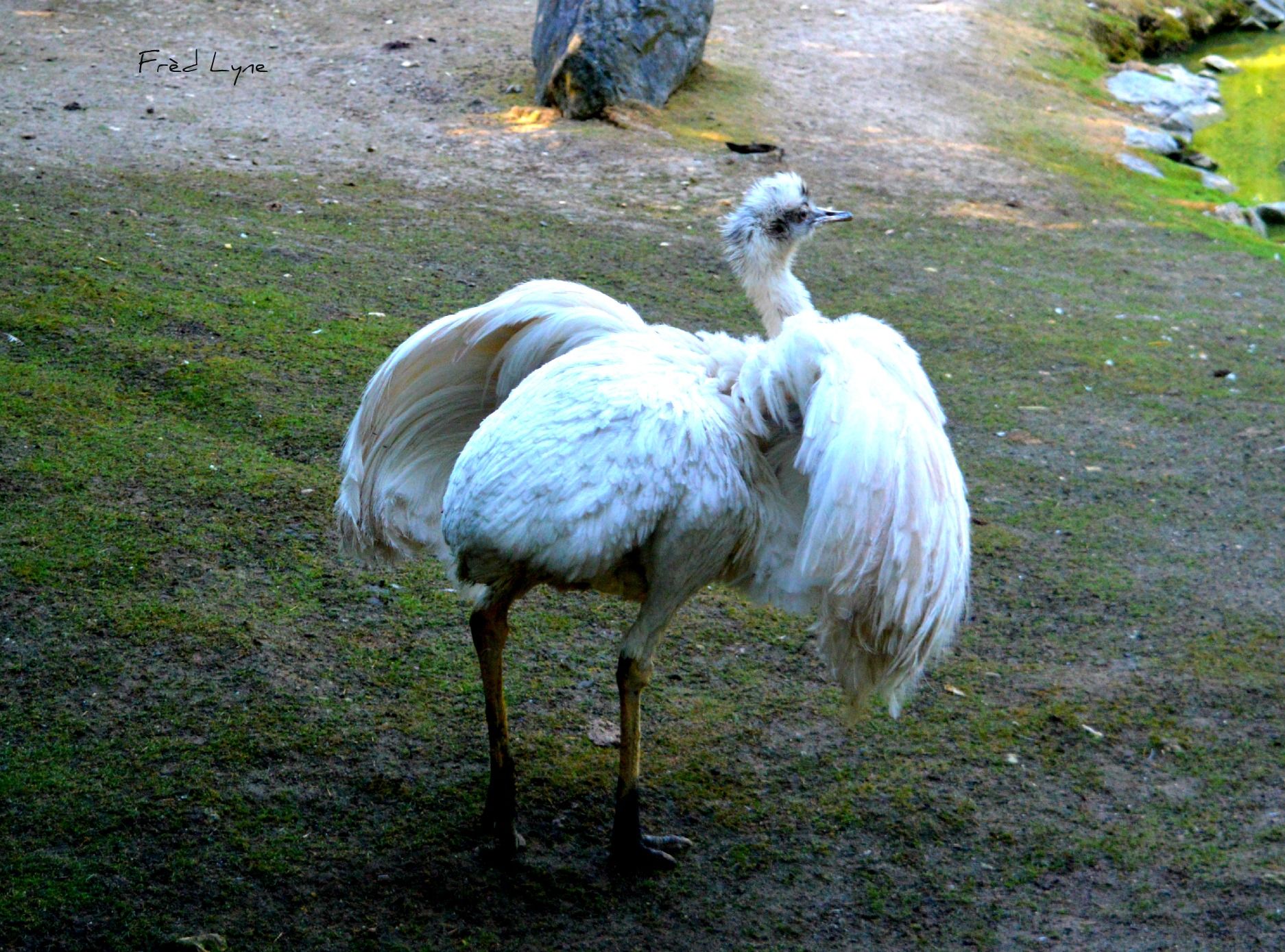 Fonds d'cran Animaux Oiseaux - Autruches et Emeus 