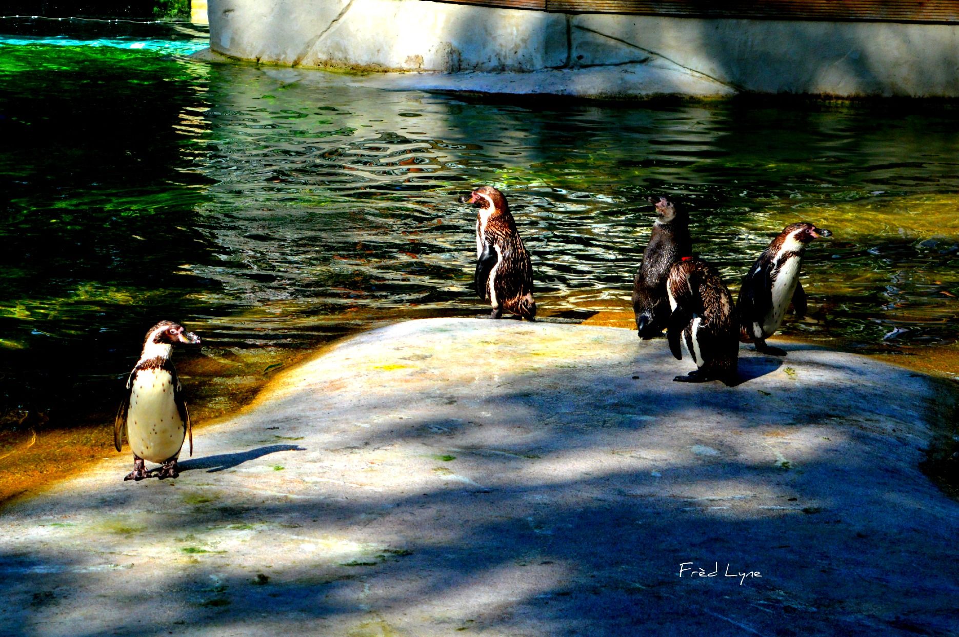 Fonds d'cran Animaux Oiseaux - Divers 