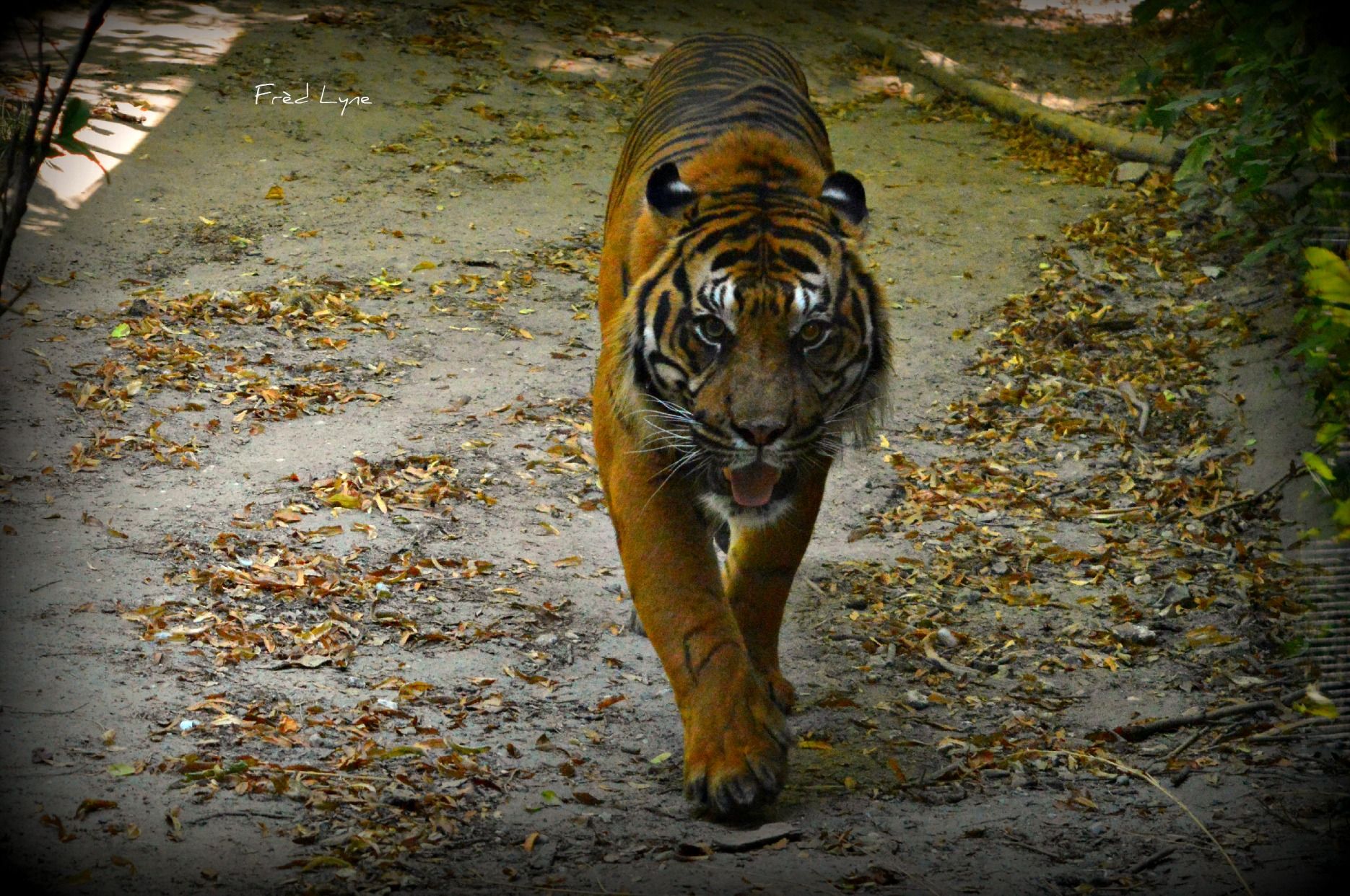 Wallpapers Animals Felines - Tigers 