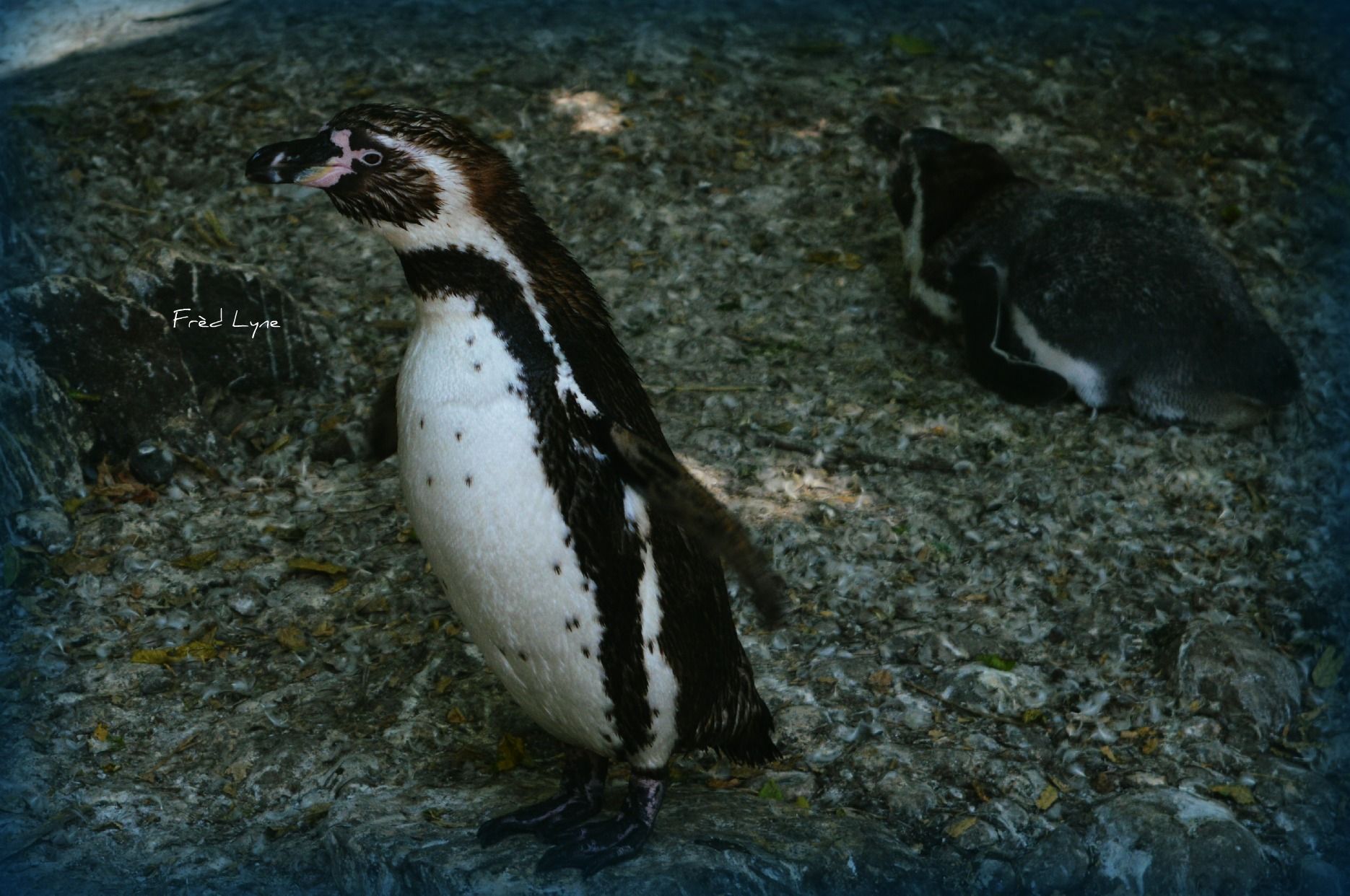 Fonds d'cran Animaux Oiseaux - Divers 