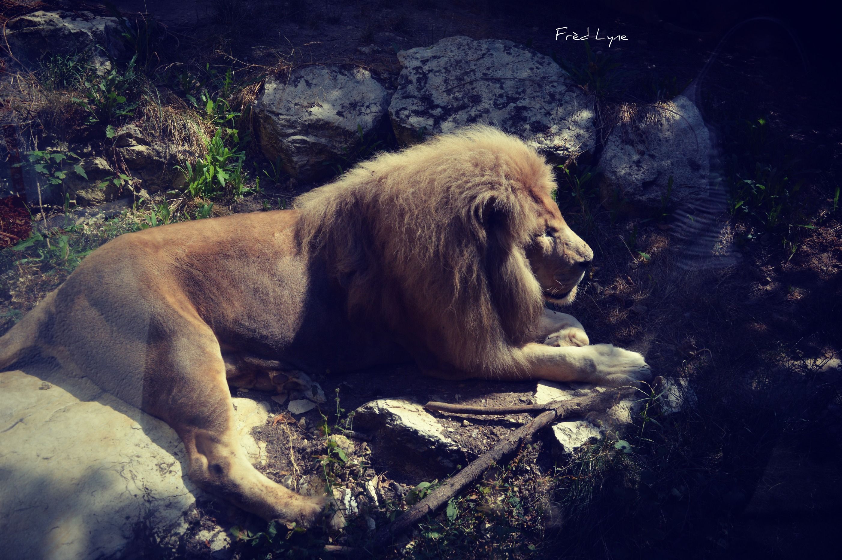 Fonds d'cran Animaux Flins - Lions 