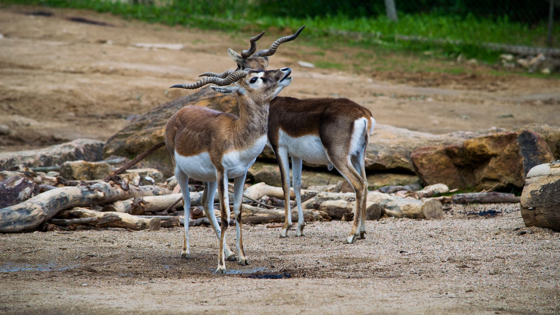 Wallpapers Animals Antilopes 