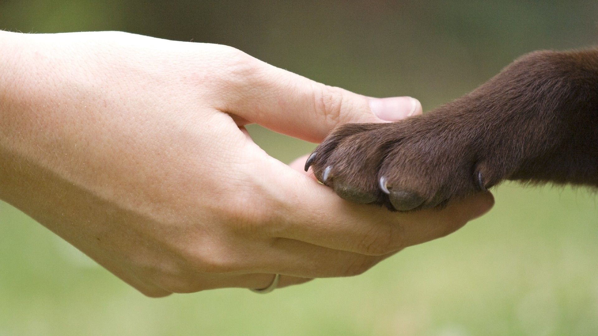 Fonds d'cran Animaux Chiens 