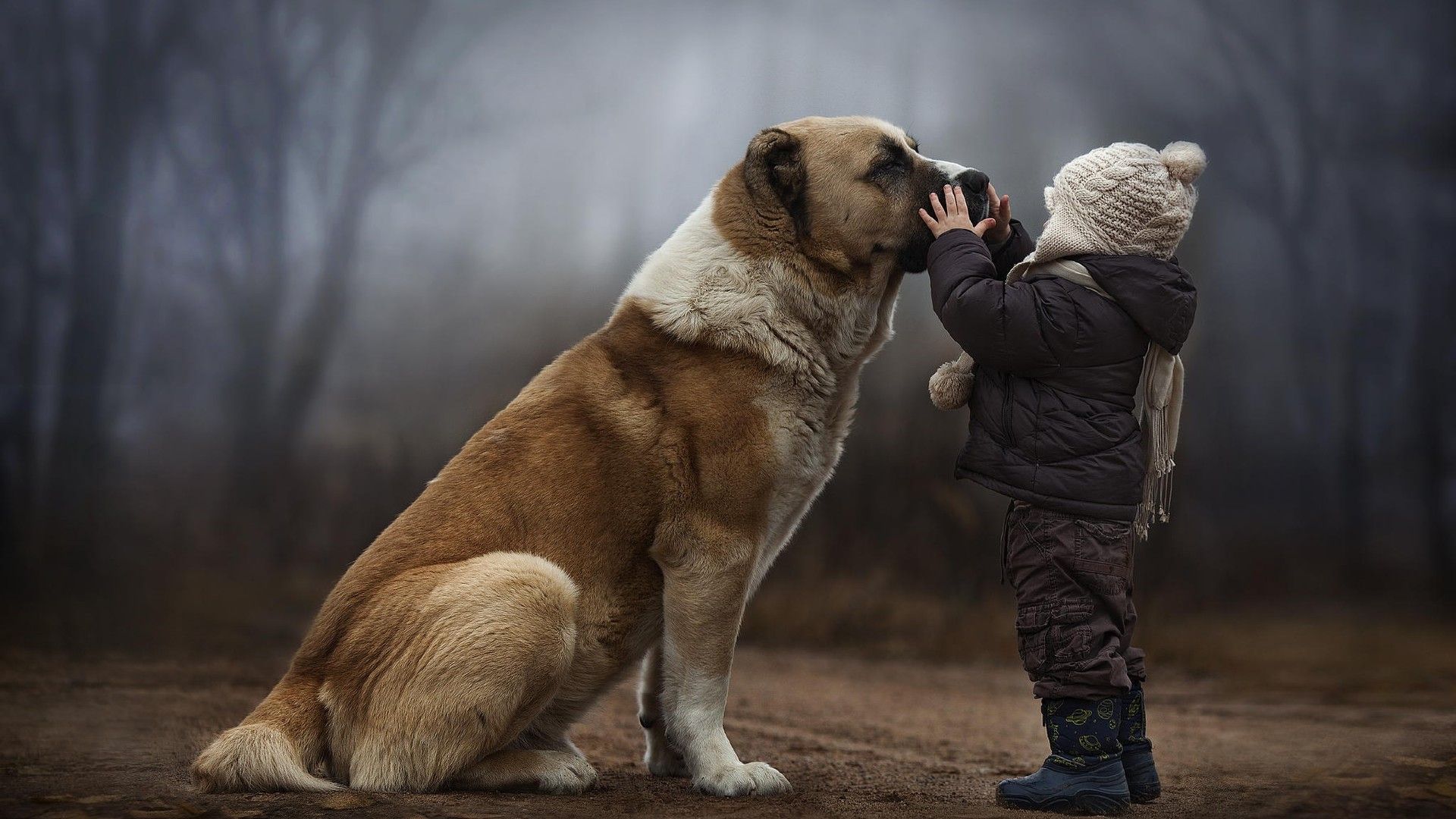 Fonds d'cran Animaux Chiens 