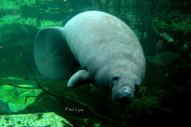 Wallpapers Animals Sealife - Manatees Wallpaper N413301