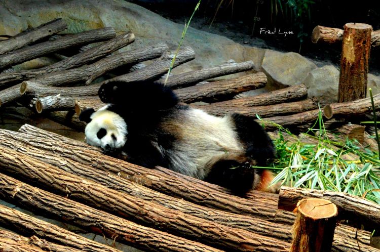 Fonds d'cran Animaux Pandas Wallpaper N413585