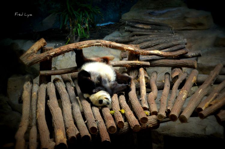 Wallpapers Animals Pandas Wallpaper N413583