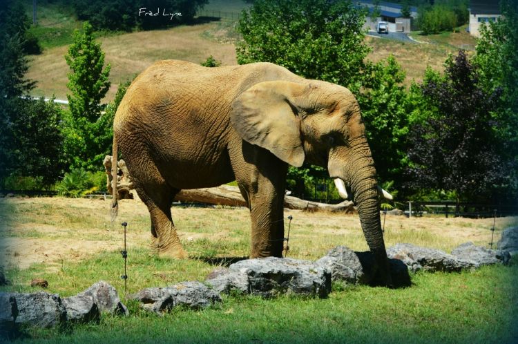 Wallpapers Animals Elephants Wallpaper N413589