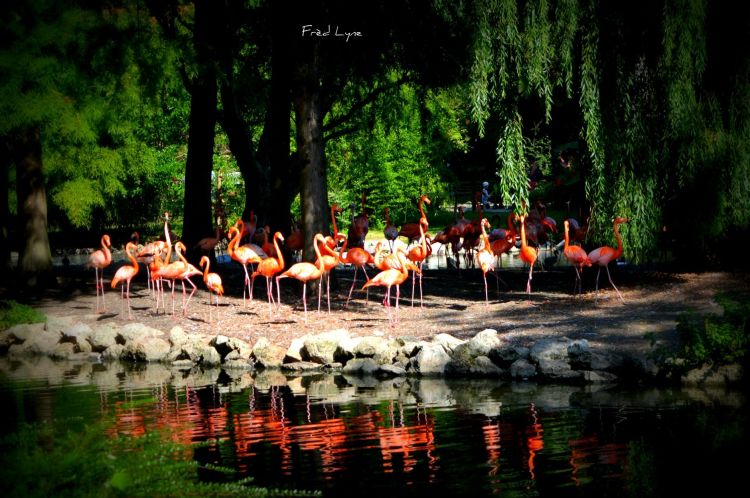 Wallpapers Animals Birds - Flamingos Wallpaper N413591