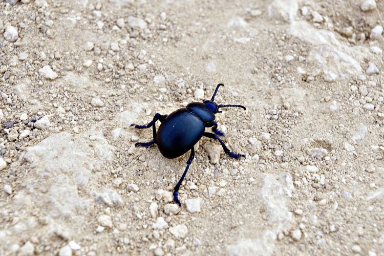 Fonds d'cran Animaux Insectes - Scarabes un coléoptère