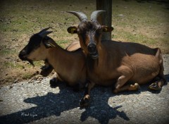  Animaux Image sans titre N413581