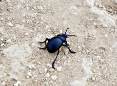  Animaux un coléoptère