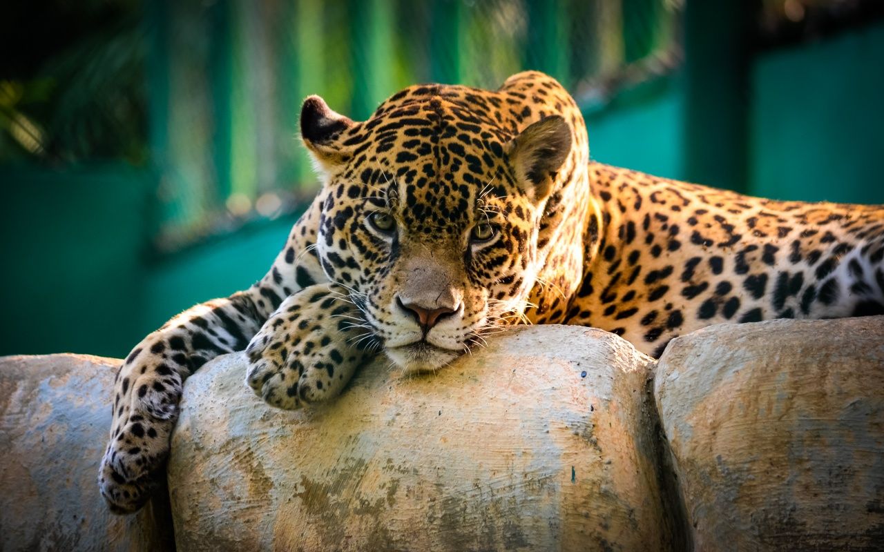 Wallpapers Animals Felines - Leopards 