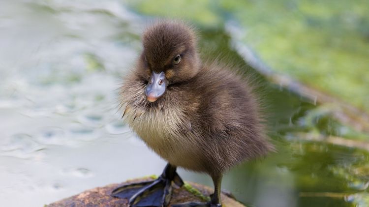 Fonds d'cran Animaux Oiseaux - Canards Wallpaper N413031