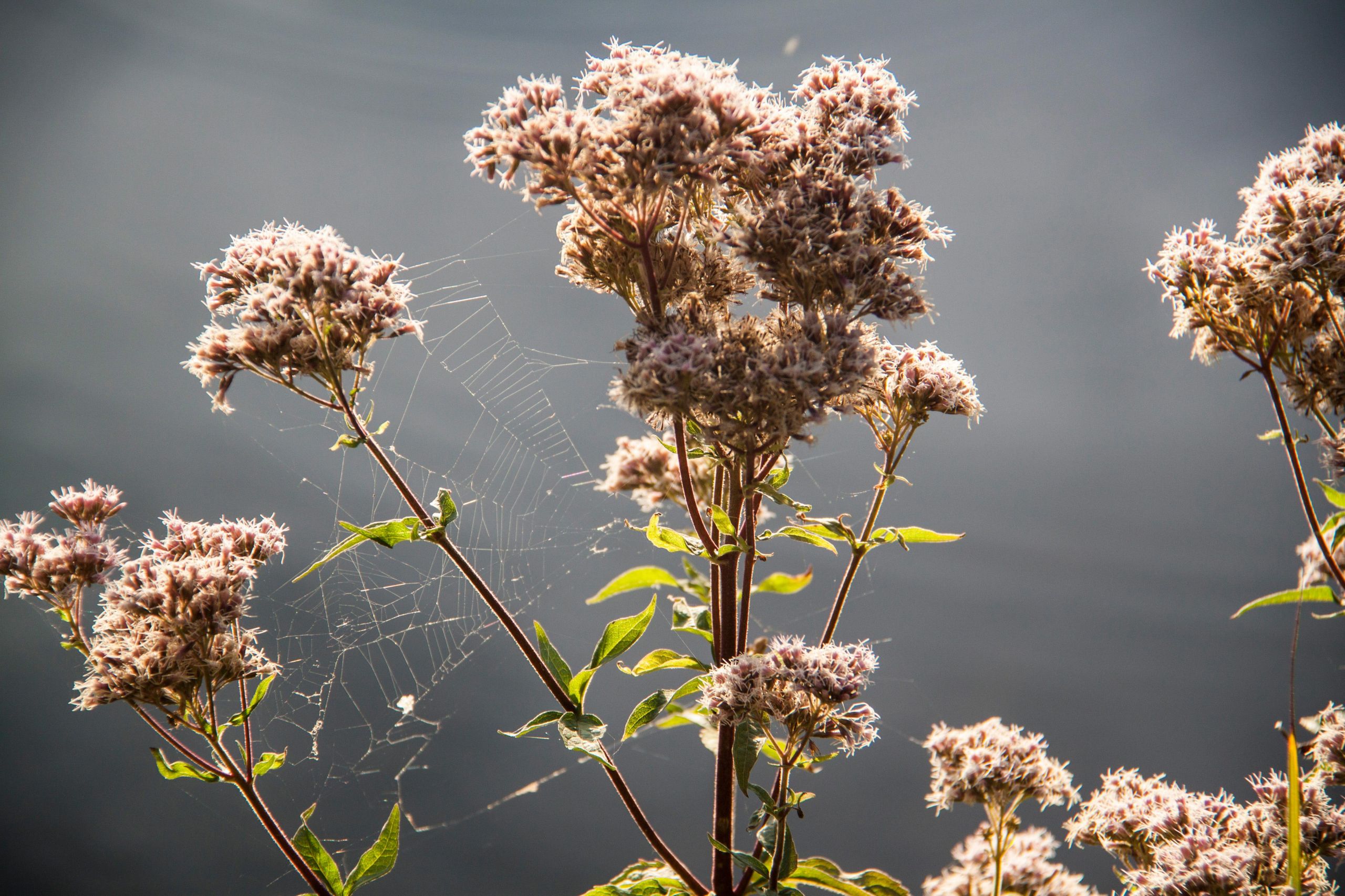 Fonds d'cran Nature Fleurs 