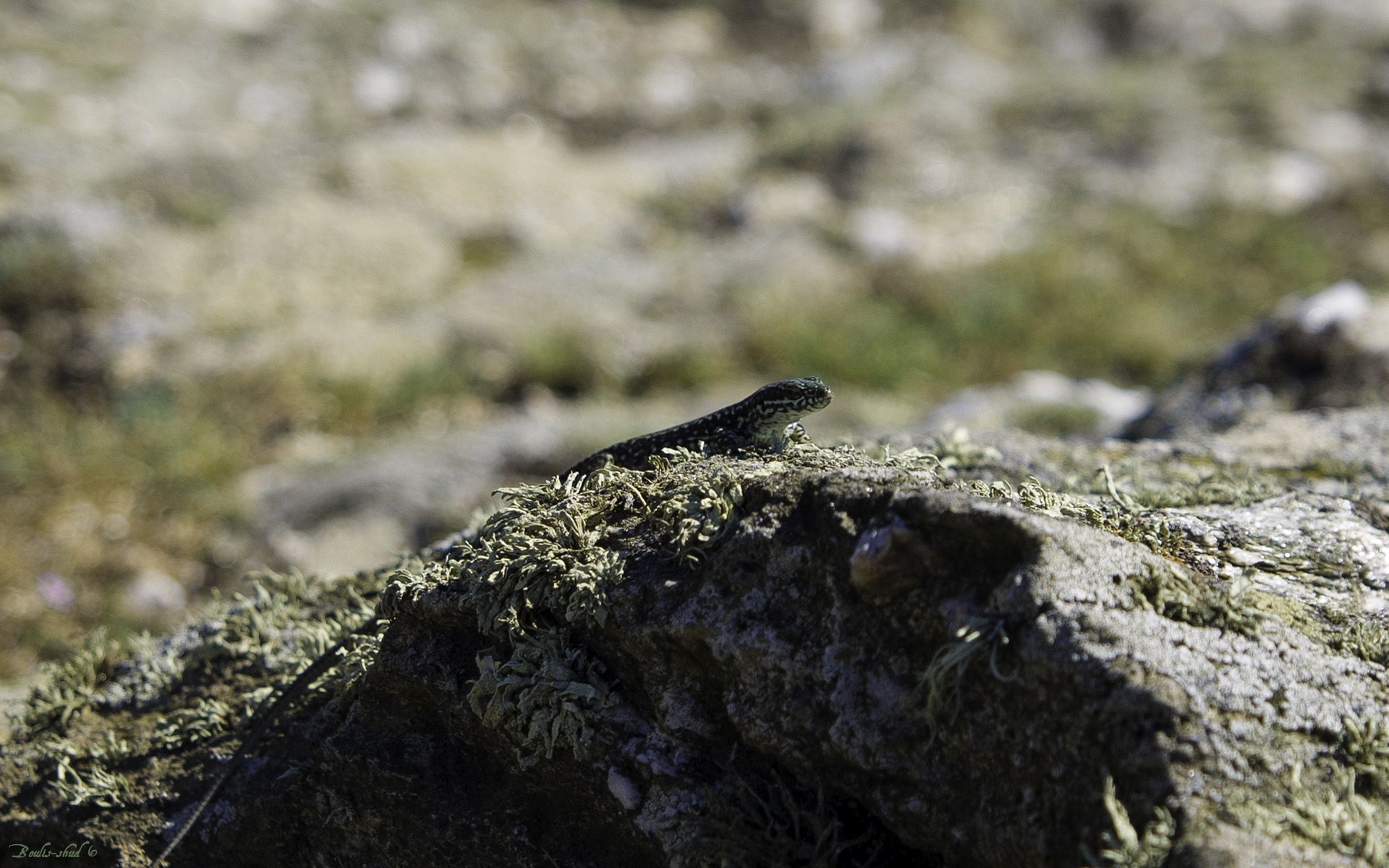 Fonds d'cran Animaux Lzards - Iguanes Pas D'Lezard ?