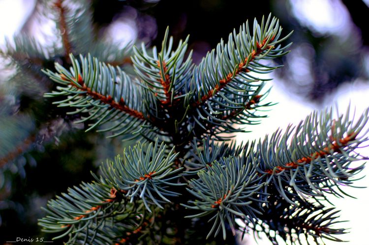 Fonds d'cran Nature Arbres - Forts Parc Barbieux