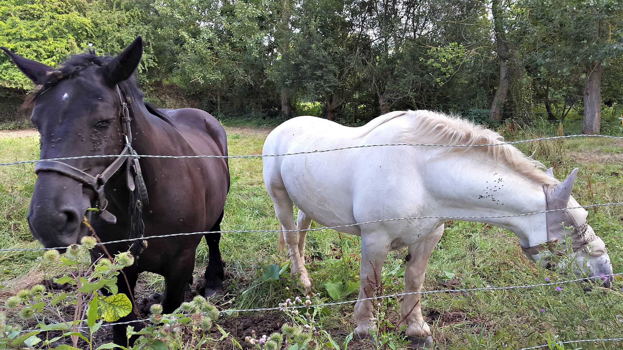 Fonds d'cran Animaux Chevaux chevaux