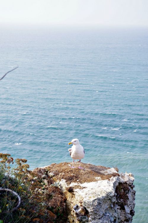 Fonds d'cran Animaux Oiseaux - Mouettes et Golands Un goeland sur la falaise