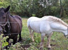  Animaux chevaux