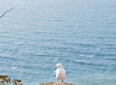  Animaux Un goeland sur la falaise