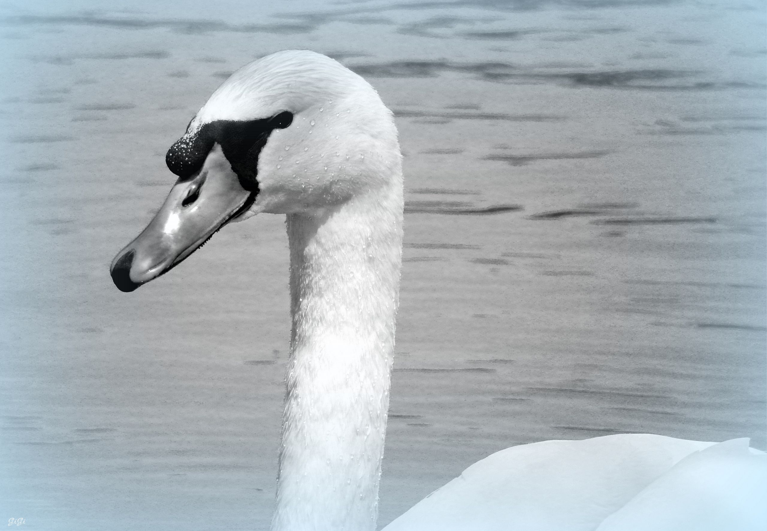 Fonds d'cran Animaux Oiseaux - Cygnes Le prince blanc...