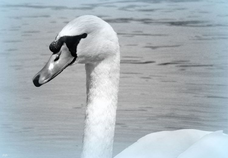 Fonds d'cran Animaux Oiseaux - Cygnes Le prince blanc...