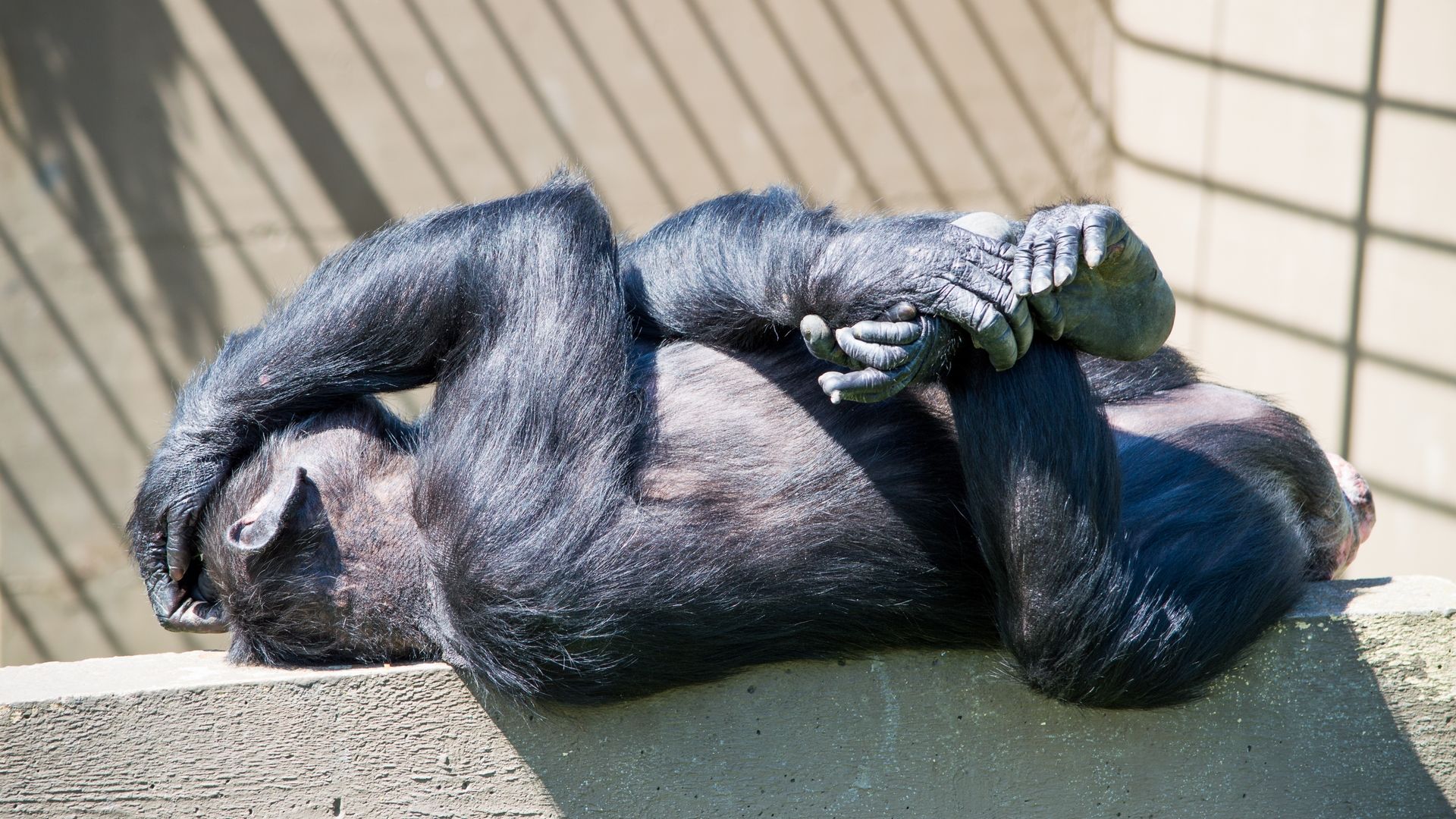 Fonds d'cran Animaux Singes 