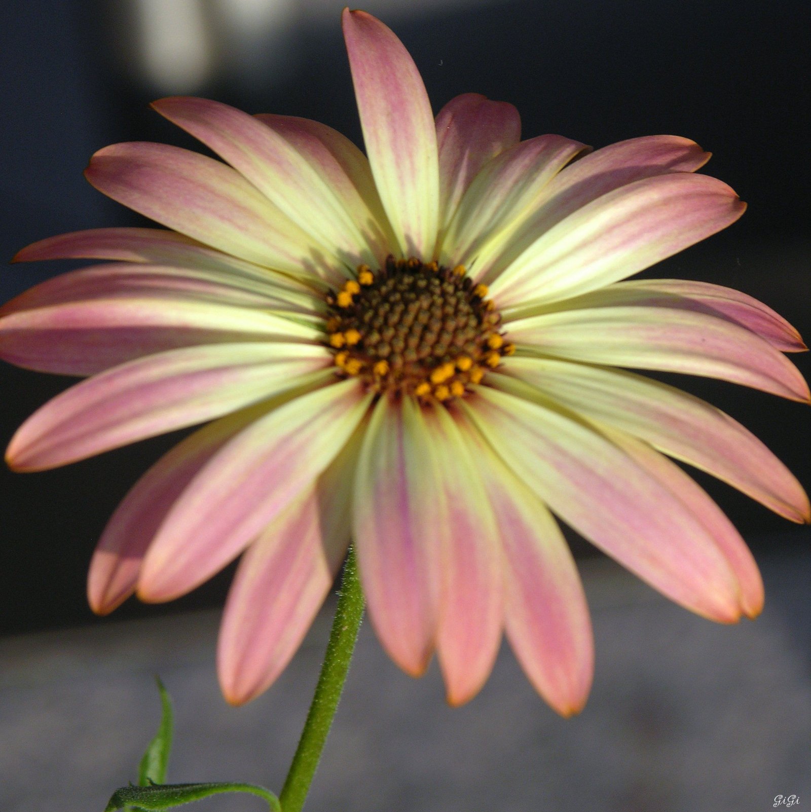 Fonds d'cran Nature Fleurs La fleur du jour....