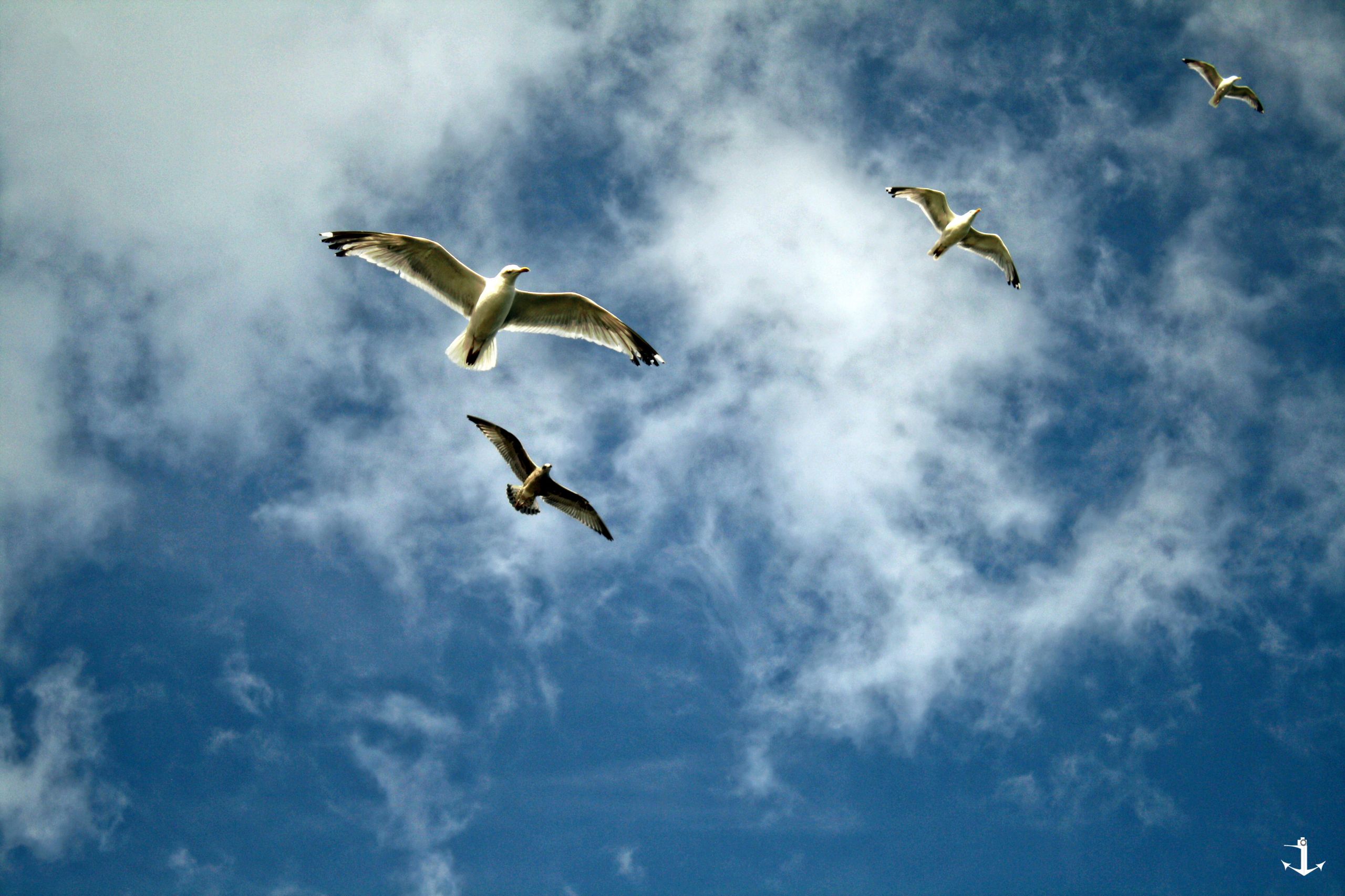 Wallpapers Animals Birds - Gulls 