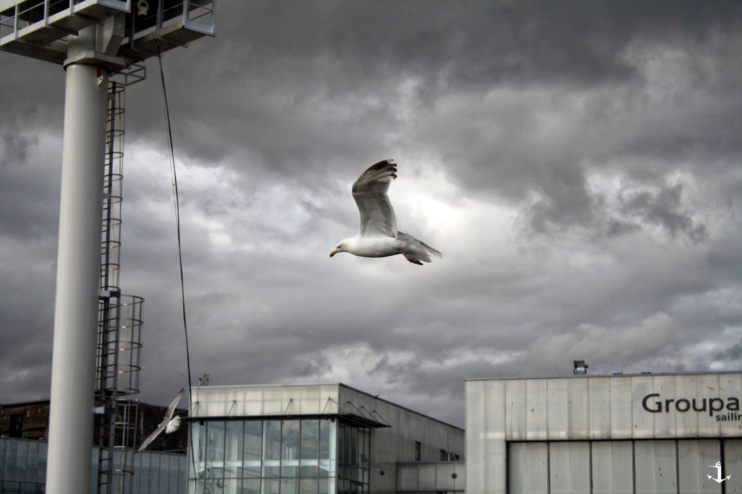 Wallpapers Animals Birds - Gulls 