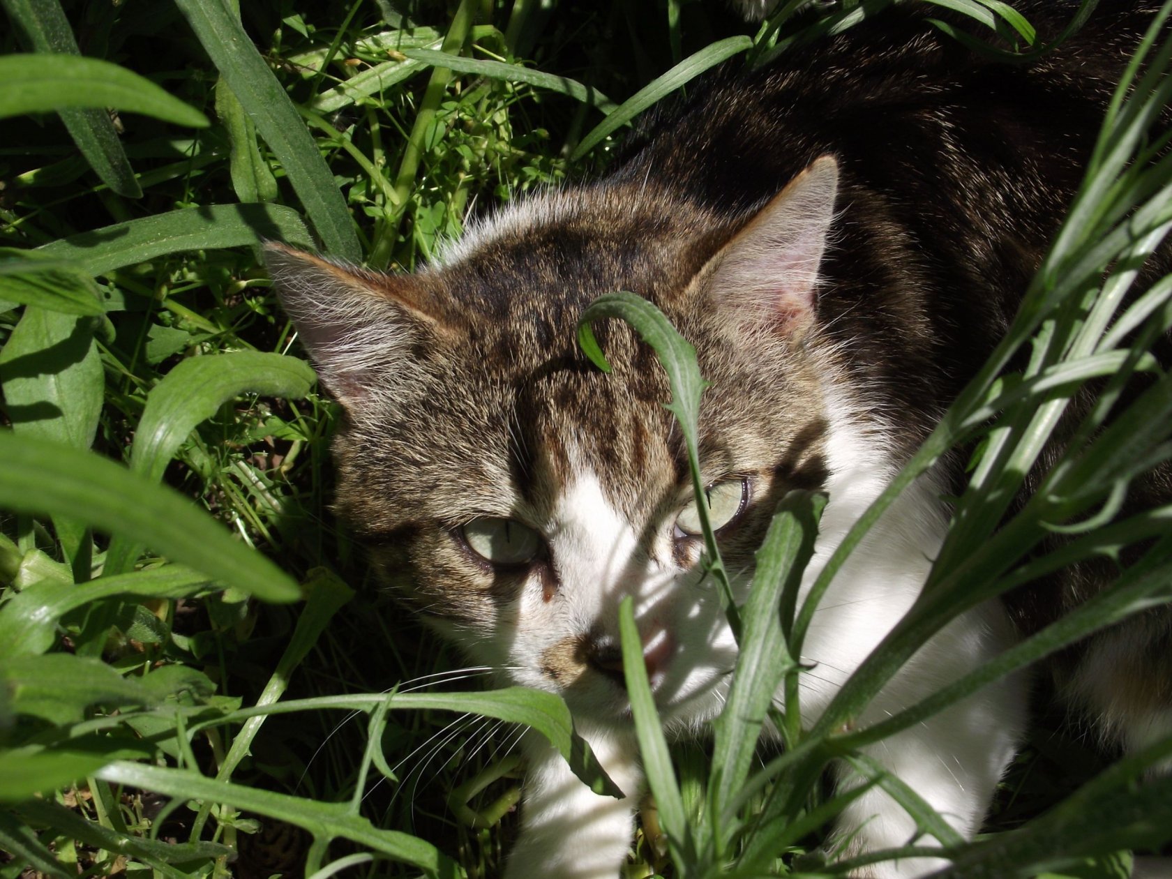 Wallpapers Animals Cats - Kittens Un chat dans l'herbe