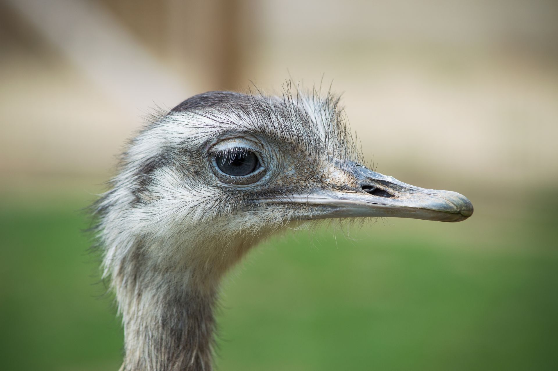 Wallpapers Animals Birds - Ostriches and Emus 