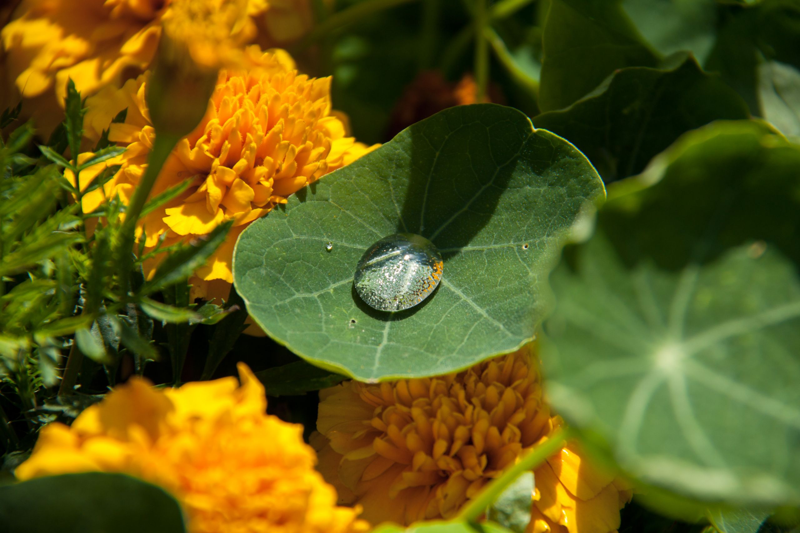 Wallpapers Nature Water - Drops 