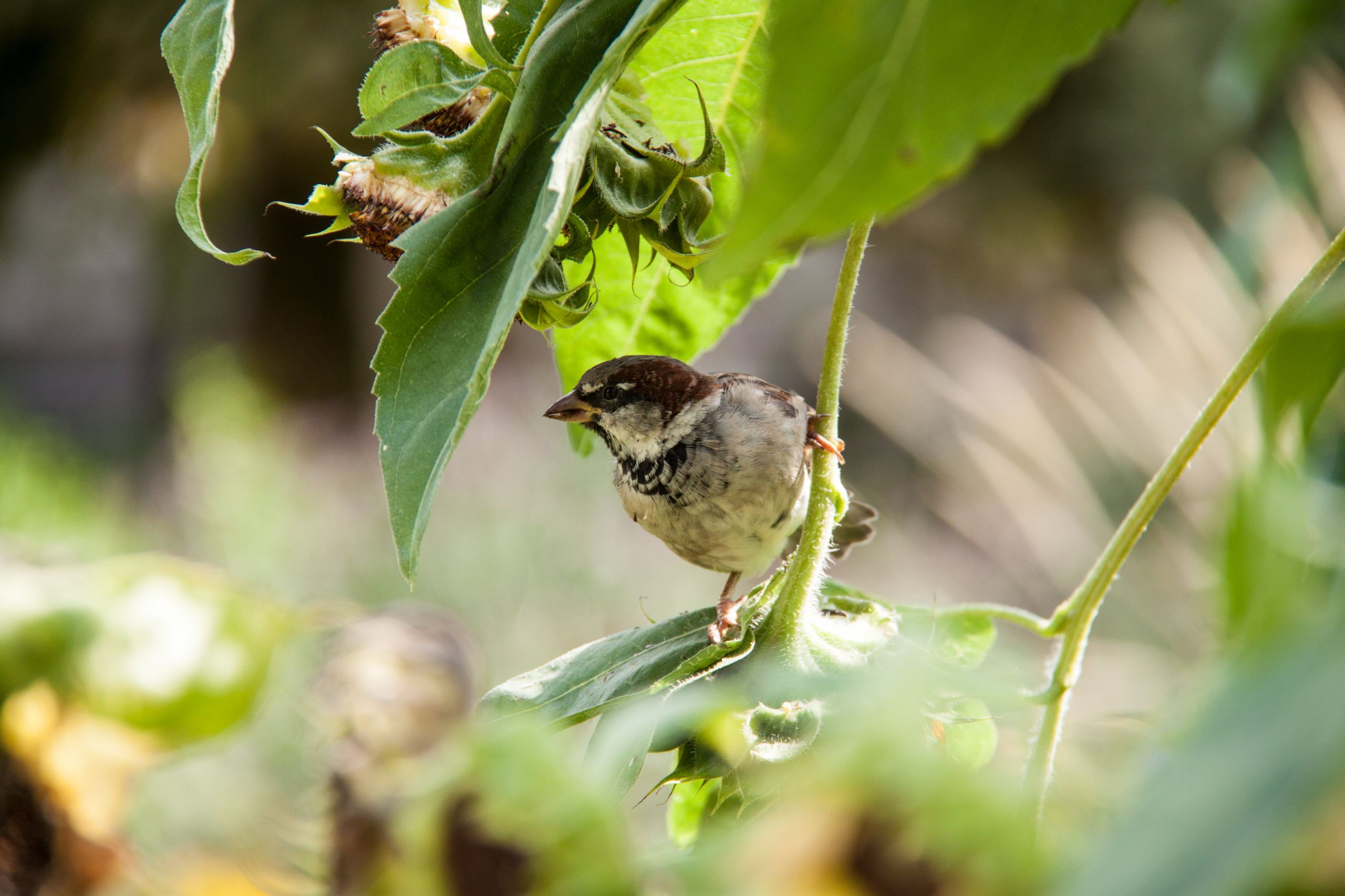 Wallpapers Animals Birds - Misc 