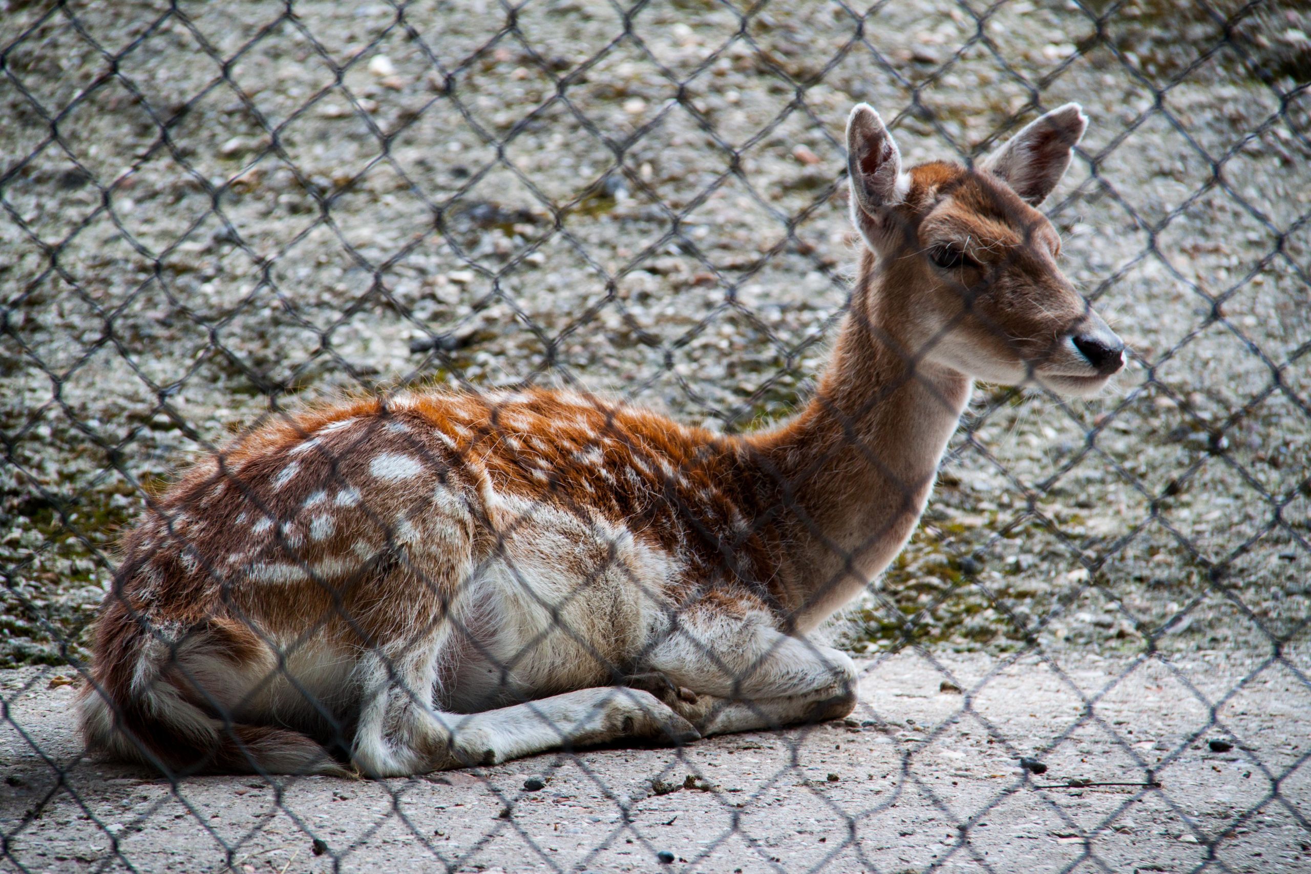 Wallpapers Animals Cervids 