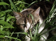  Animals Un chat dans l'herbe