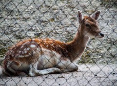  Animaux Image sans titre N413931