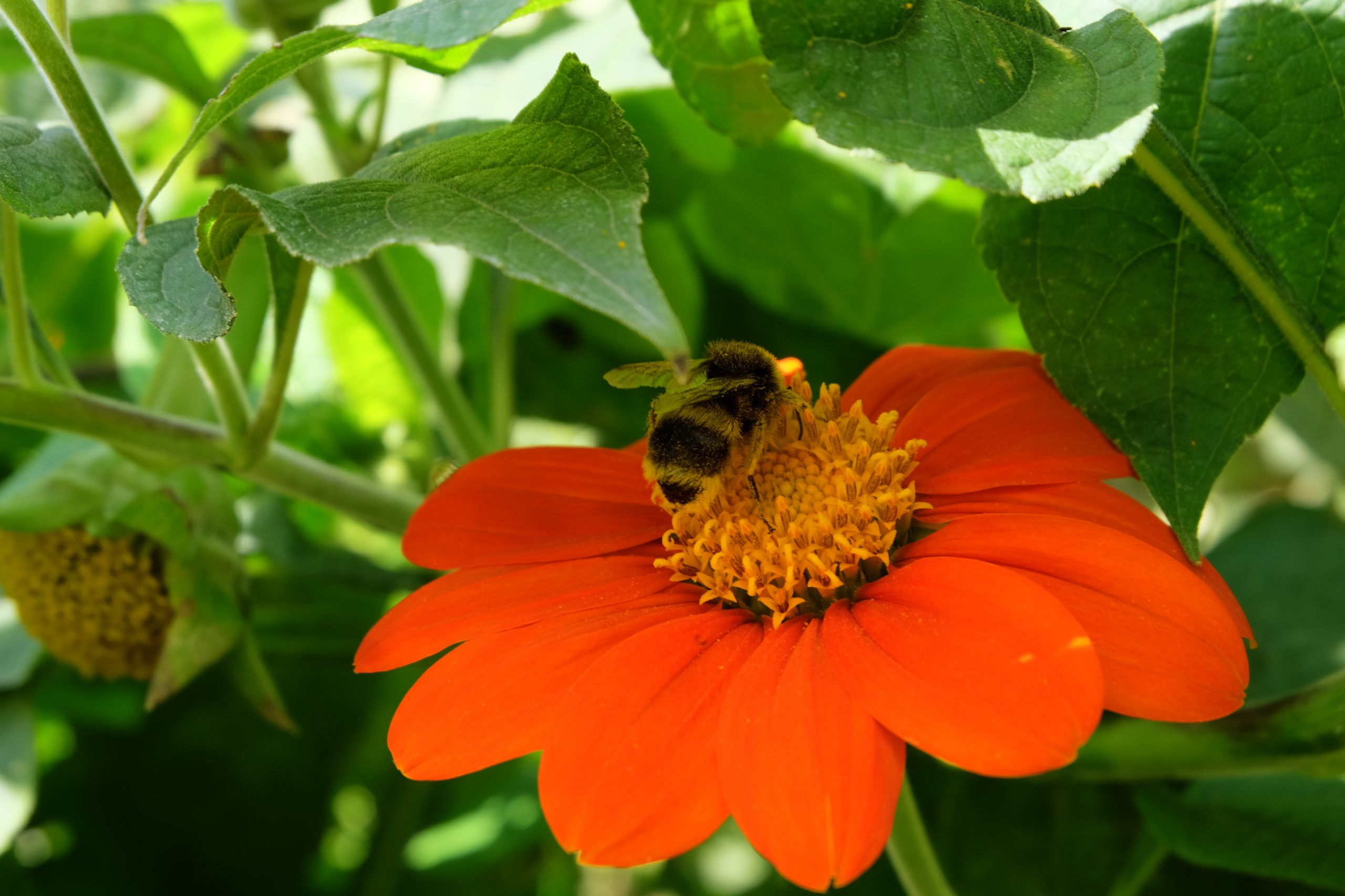 Fonds d'cran Nature Fleurs 