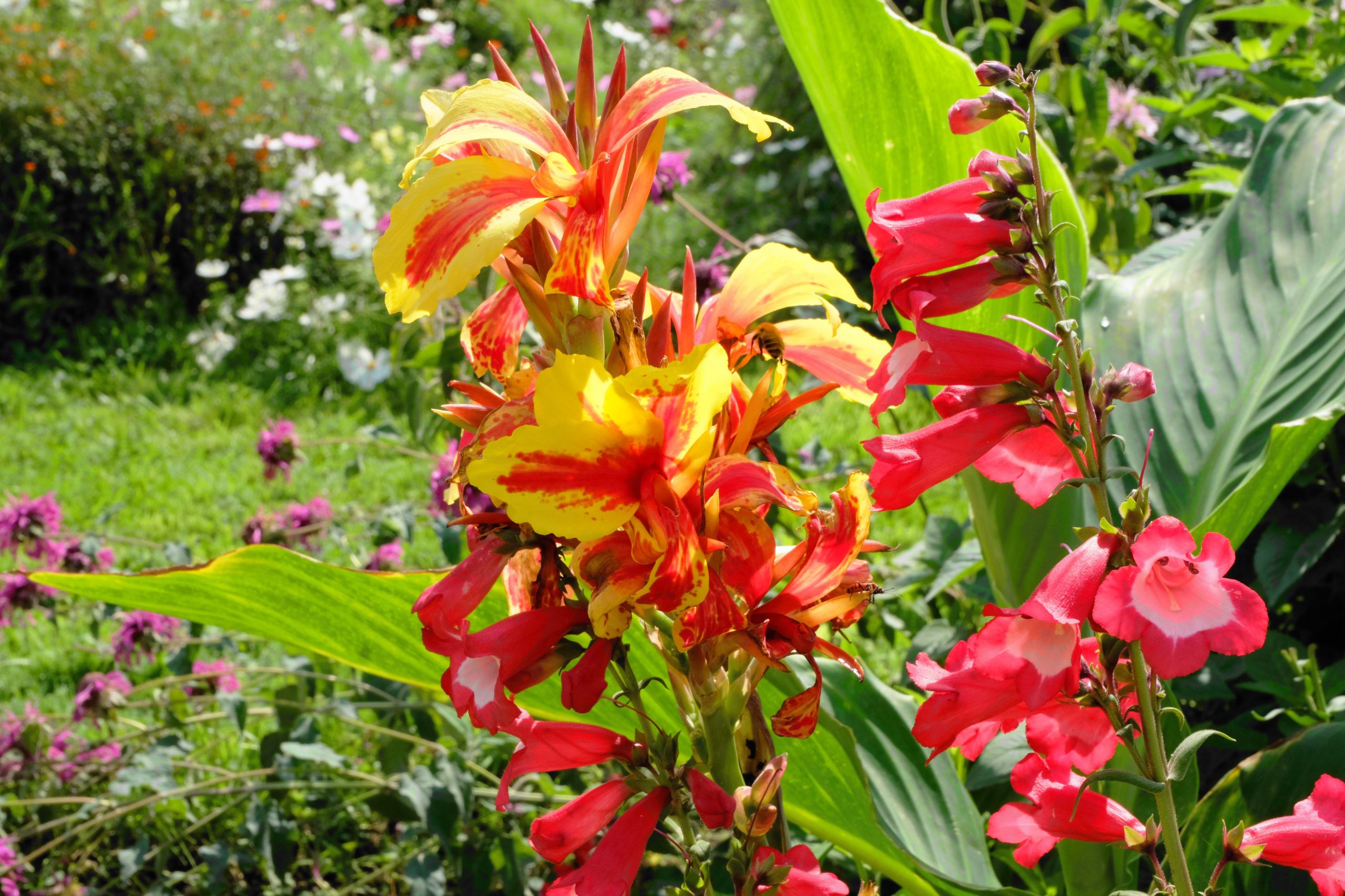 Fonds d'cran Nature Fleurs 