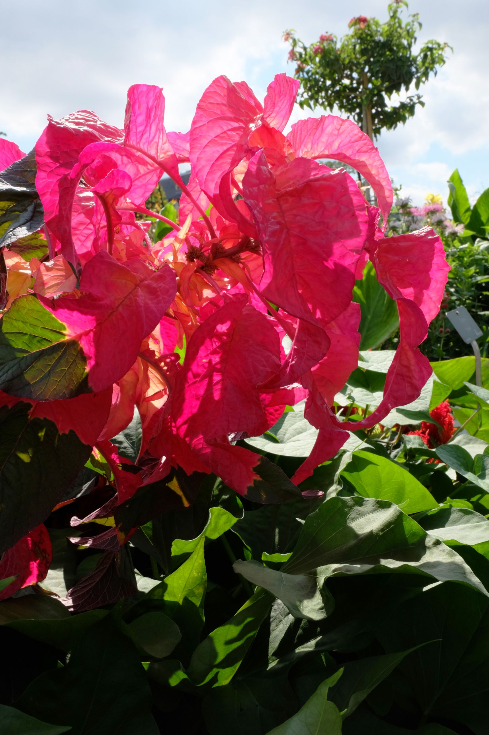 Fonds d'cran Nature Fleurs 