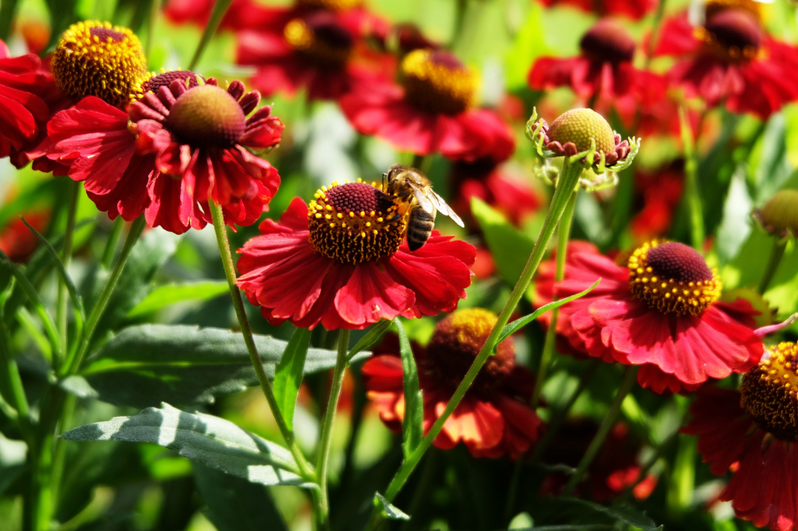 Fonds d'cran Nature Fleurs 