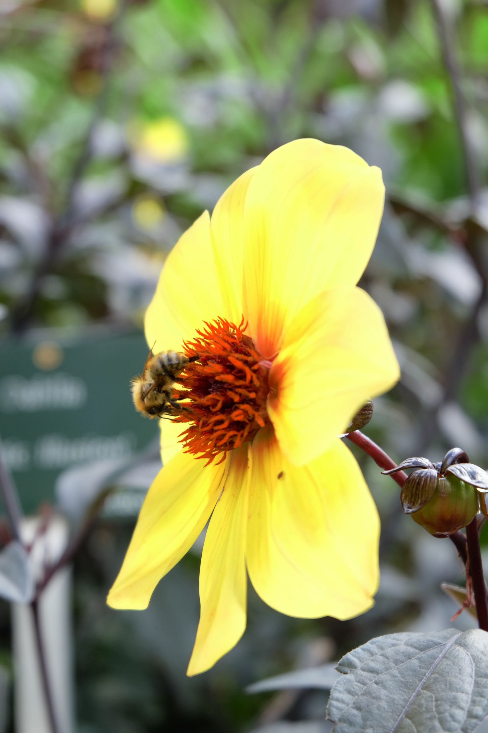 Fonds d'cran Nature Fleurs 