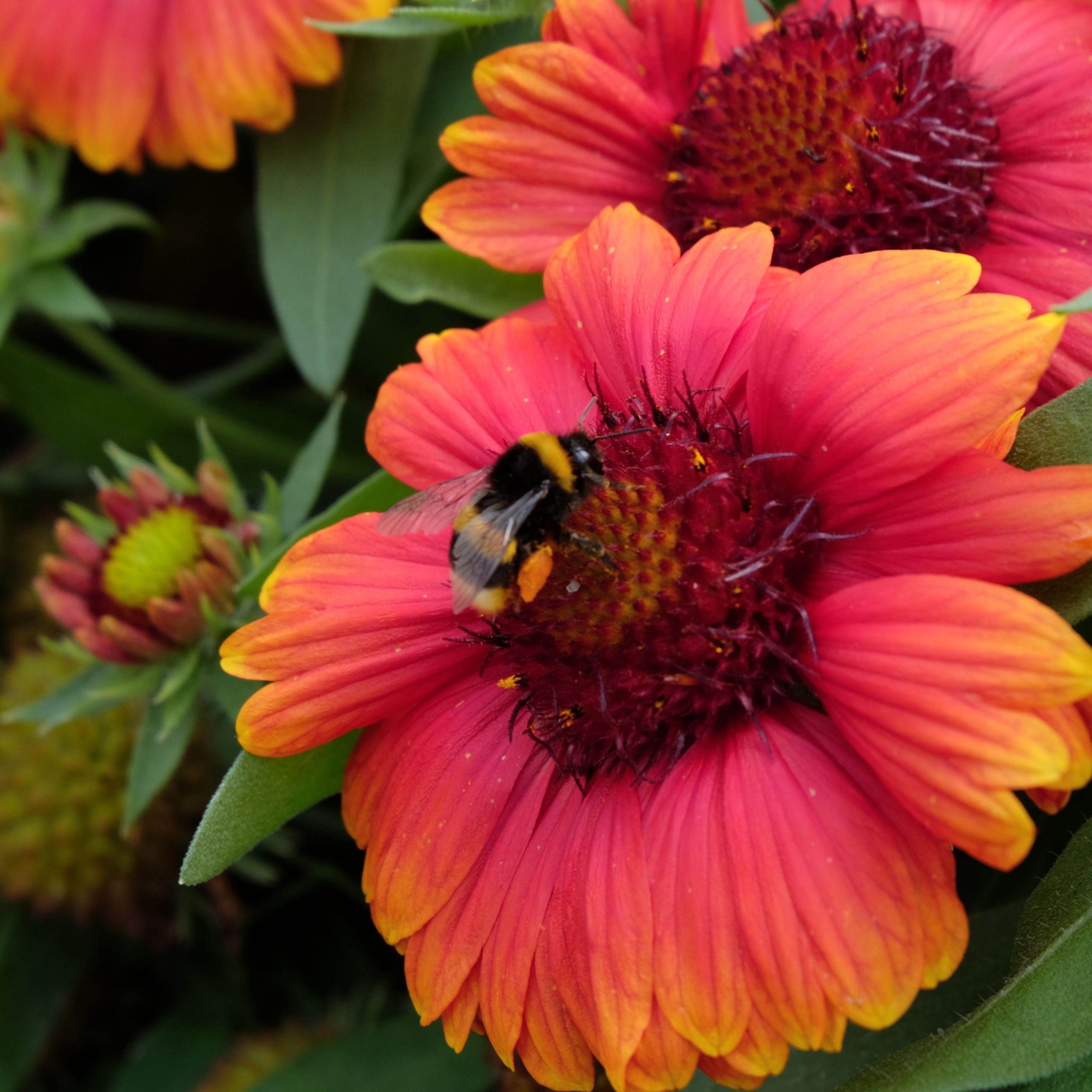 Fonds d'cran Nature Fleurs 