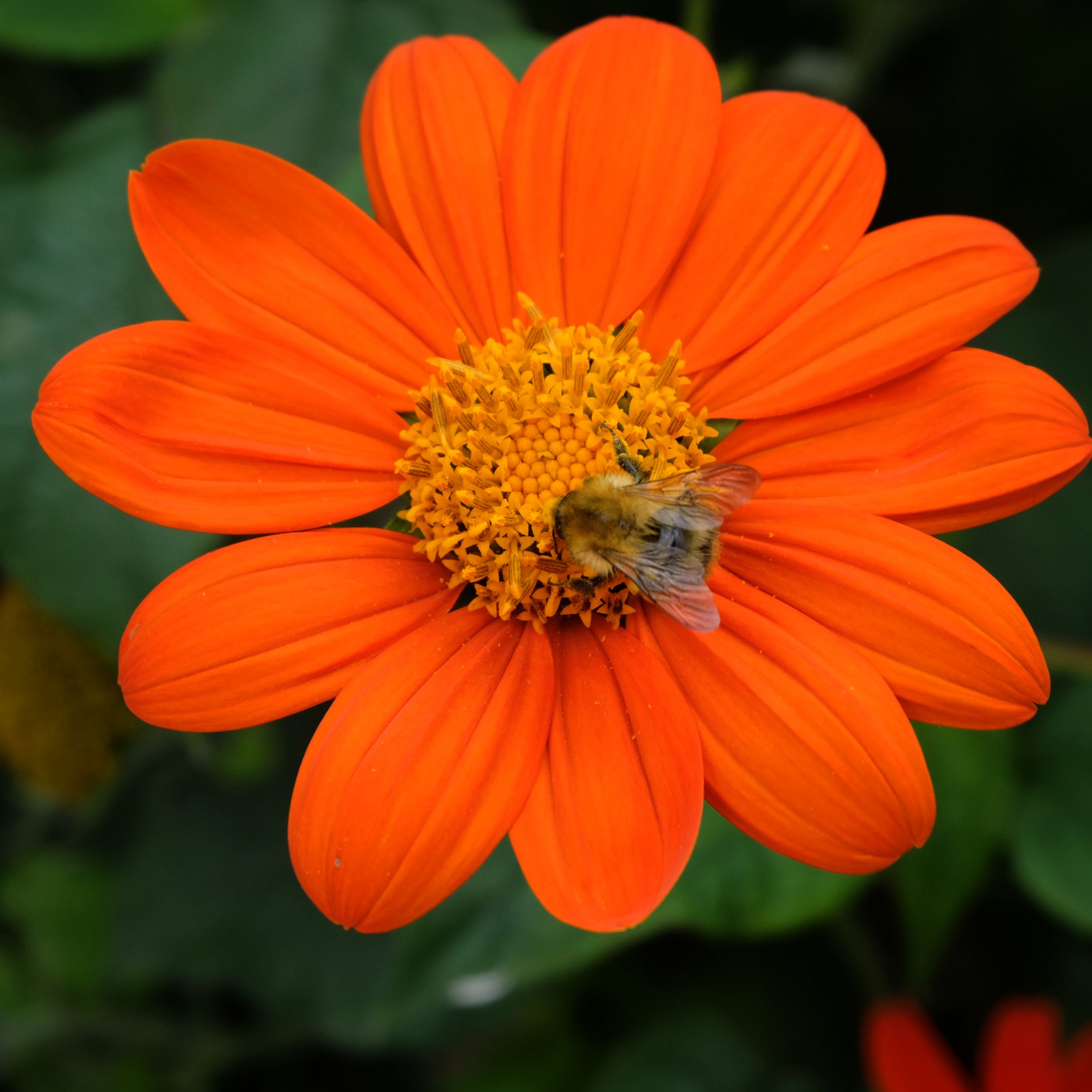 Fonds d'cran Nature Fleurs 