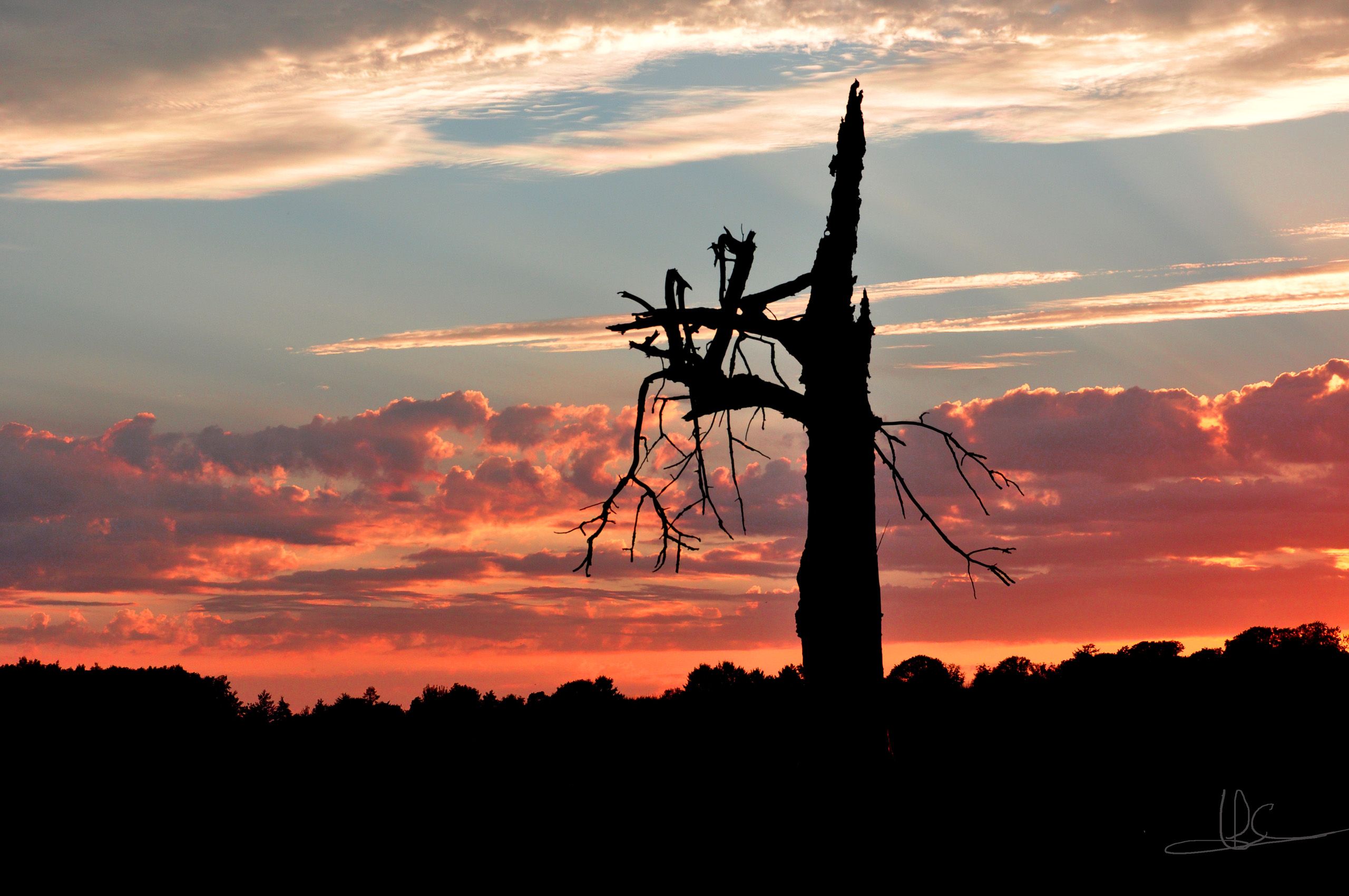 Wallpapers Nature Trees - Forests Vieil arbre solitaire